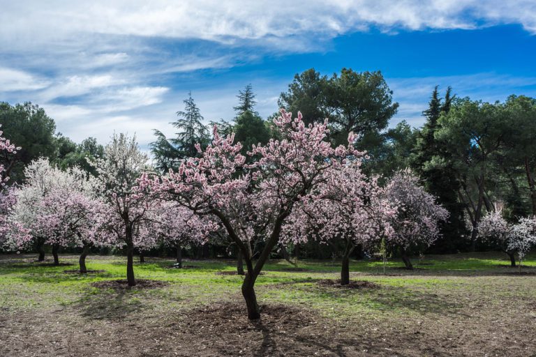 Blog Migjorn Ibiza Disfruta La Magia De Los Almendros En Flor En El ...